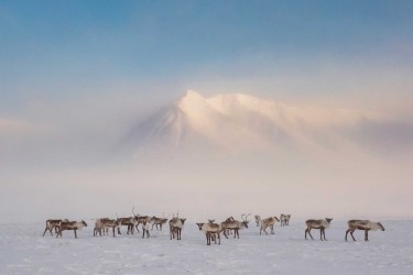 Migrations des Caribous - Des caribous, ou tutu en inupiaq, traversent le cœur enneigé de la chaîne de Brooks, en Alaska. © Katie Orlinsky 